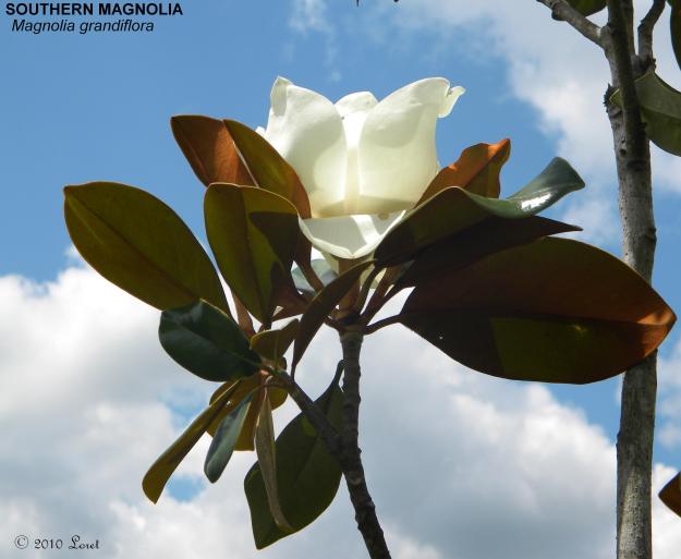 magnolia053010